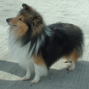 shetland_sheepdog_600.jpg